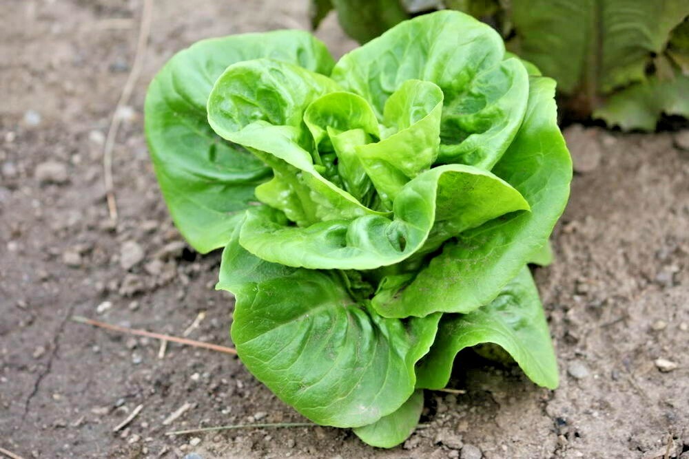 601+LITTLE GEM BUTTERHEAD Seed Leaf Lettuce Organic Spring Fall Garden Container