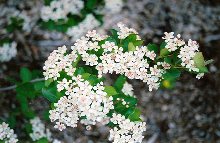 20 BLACK CHOKEBERRY SEEDS – Aronia melanocarpa