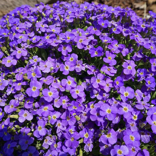 Groundcover AUBRIETA WHITEWELL GEM Purple Rock Cress PERENNIAL Non-GMO 500 Seeds
