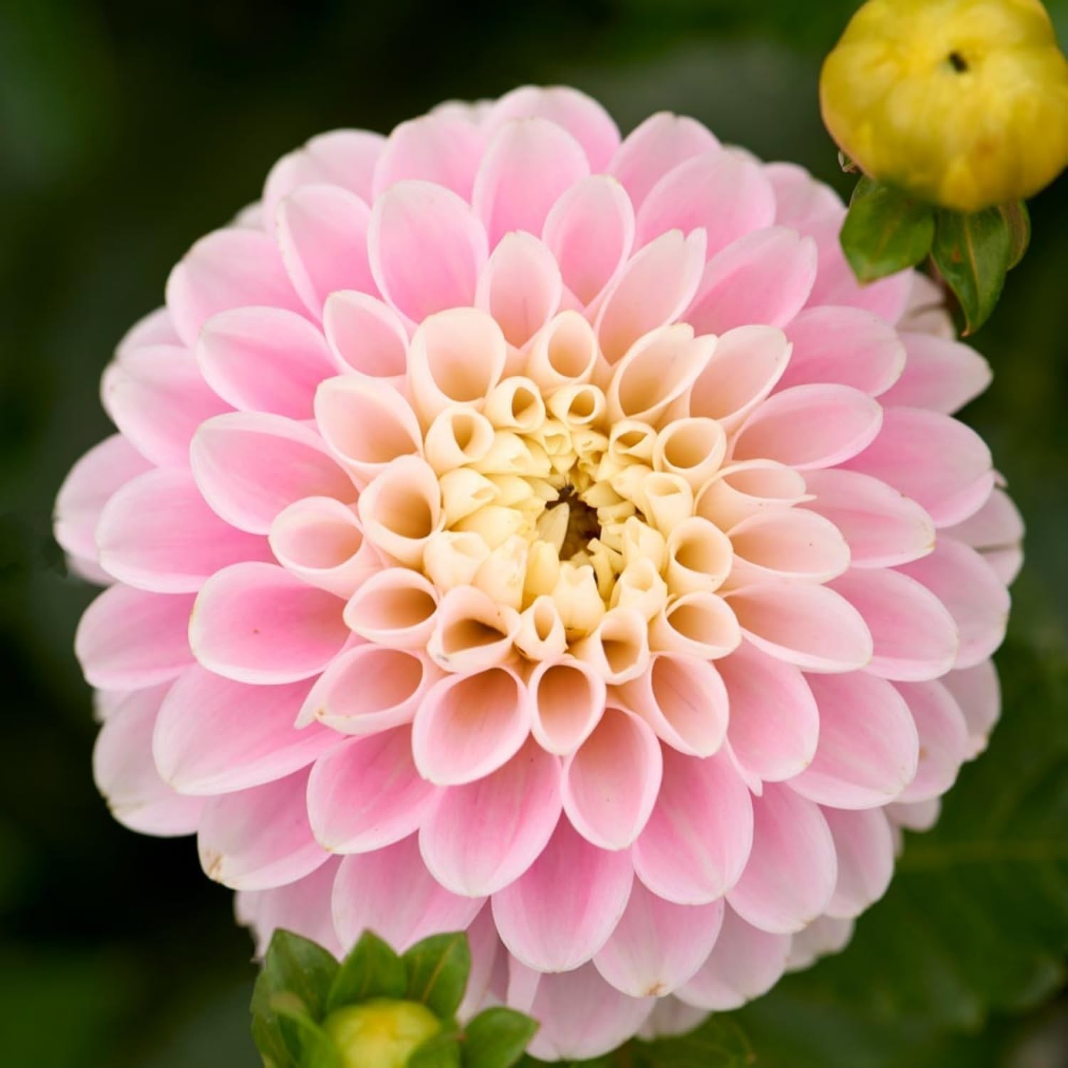 350pcs Mixed Dahlia Flower Seeds for Planting- Non-GMO Heirloom, Multi-Color Pom