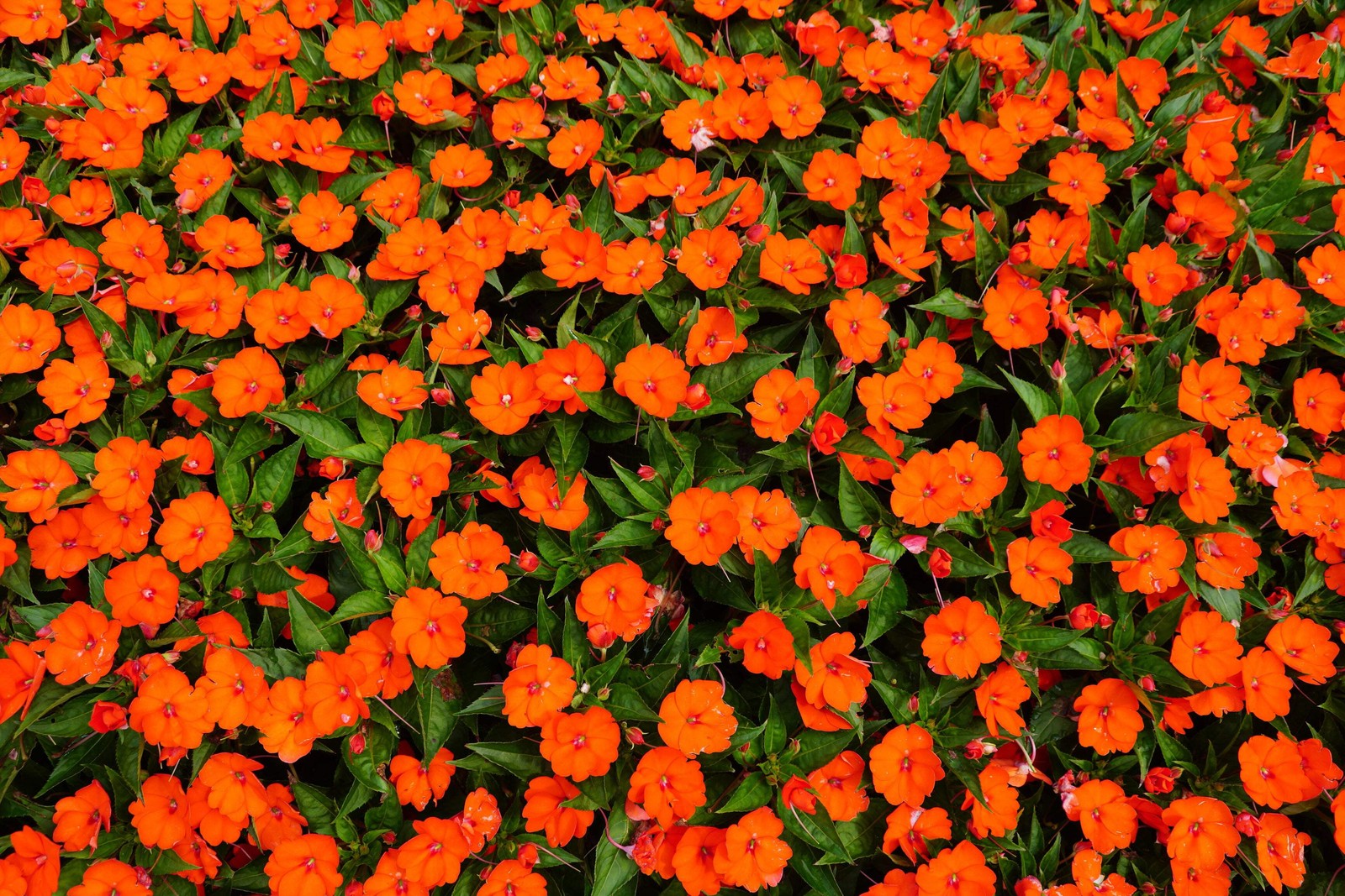 50 MIXED COLORS DWARF IMPATIENS Walleriana Red Pink Orange Shade Flower Seeds