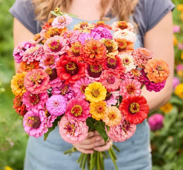 Pumila Zinnia Seeds Mix Heirloom Non GMO Cut and Come Again