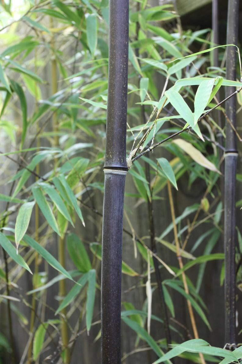 Rare Black Bamboo Seeds for Planting – 50+ Seeds – Grow Black Bamboo, Privacy