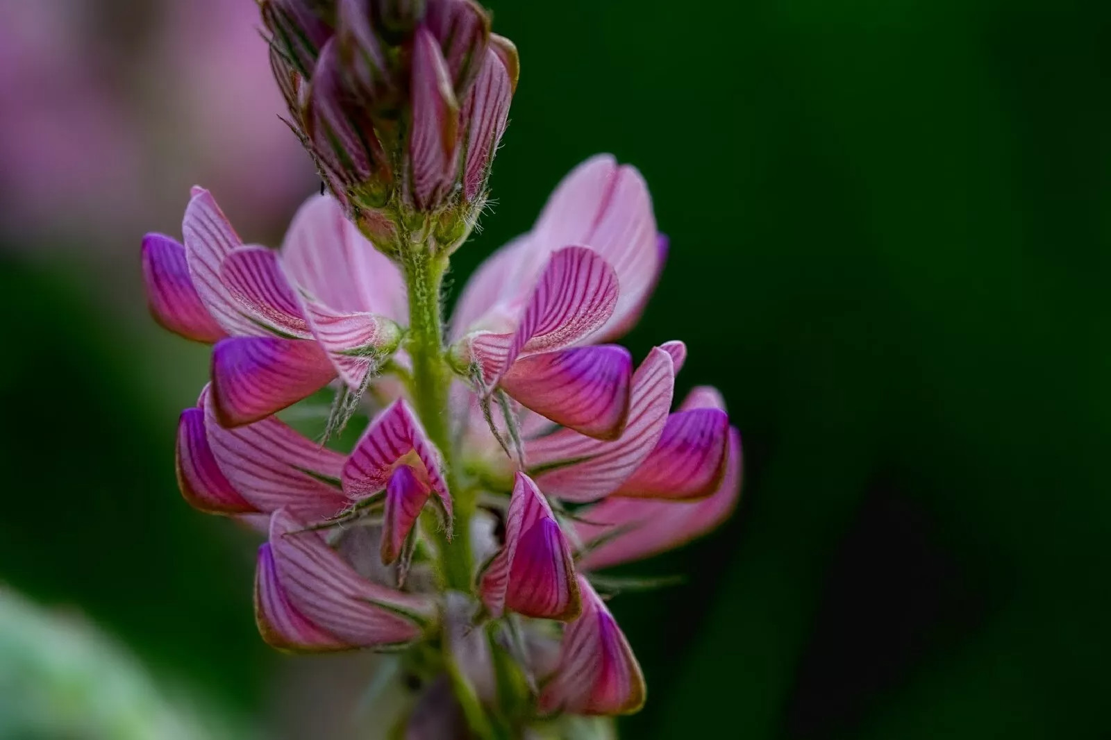 Pink Sainfoin {Onobrychis viciifolia} 50 SEEDS USA POST