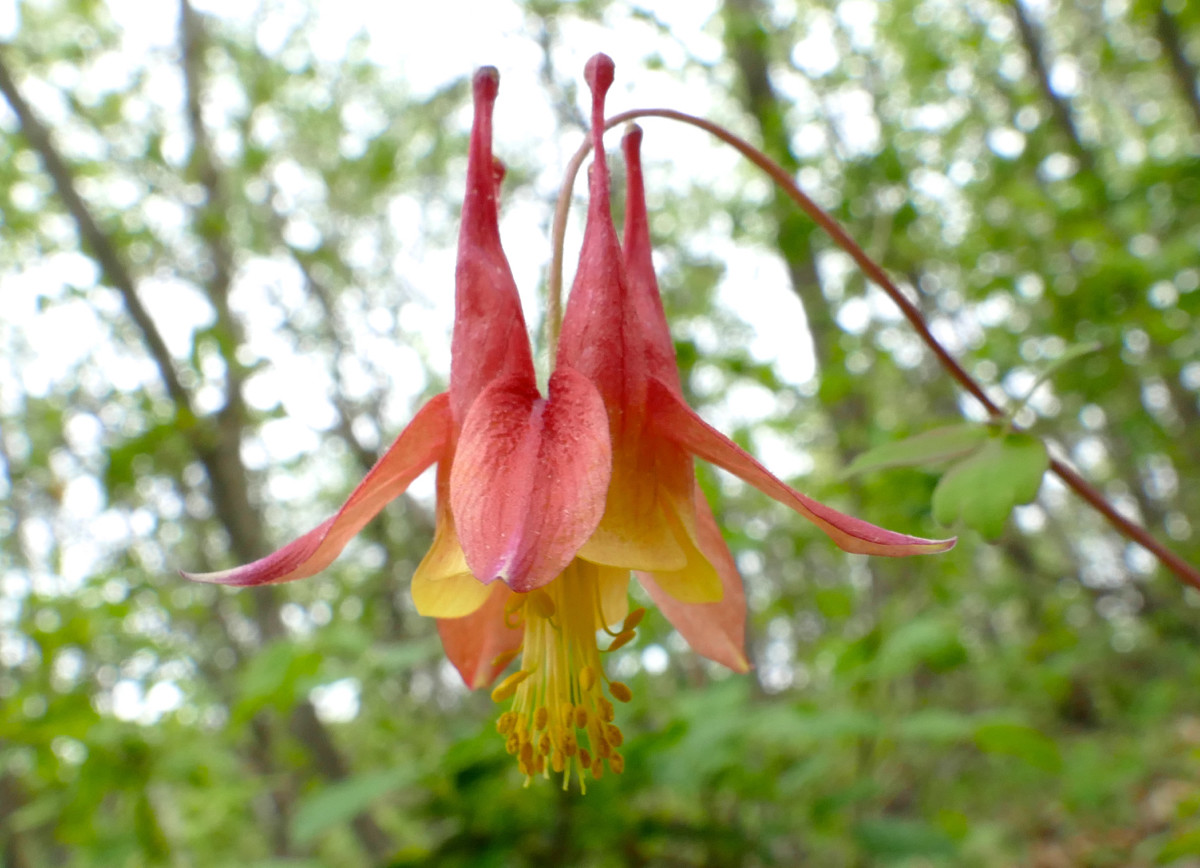 101+EASTERN RED COLUMBINE Seeds Perennial Native Wildflower Shade Flower Garden