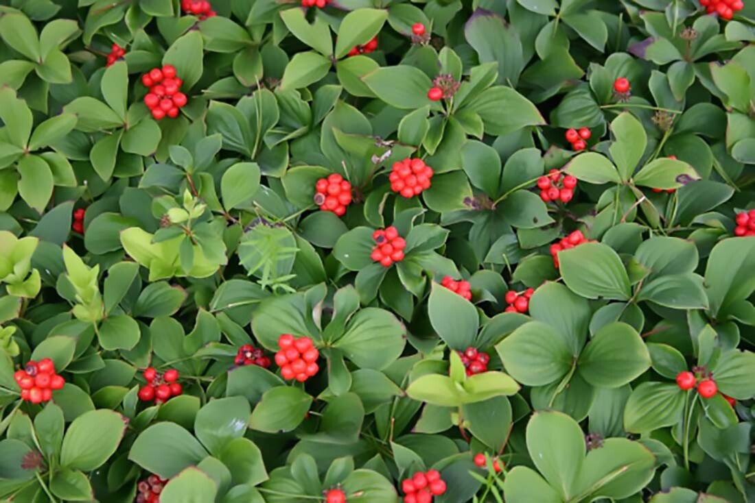 Creeping Dogwood, (Bunchberry), Cornus canadensis, Seeds