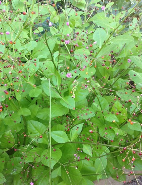 100+ Jewels of Opar seeds ORGANIC / Talinum Paniculatum / Edible Herb FREE S/H