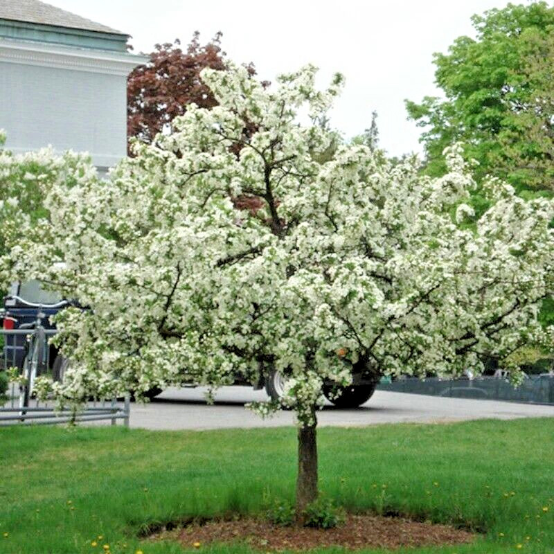 Sargent’s Crabapple Tree | Premium Seeds | Malus sargentii ‘Fall’ | Plants’®