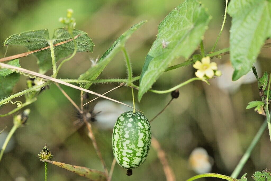 15 Mexican miniature watermelon Seeds – Melothria scabra