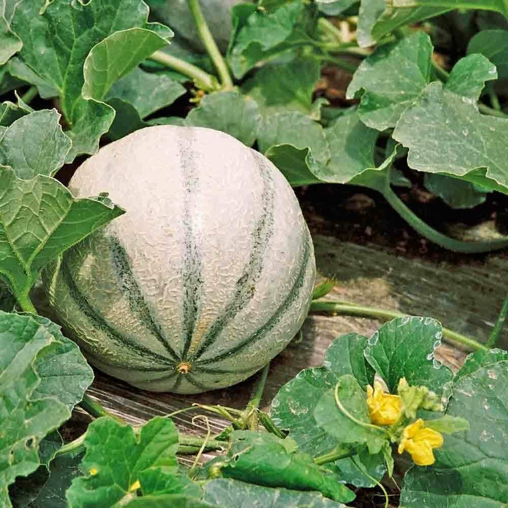 Charentais Melon Seeds | Heirloom / Non-GMO | Free Shipping | Seed Store | 1055