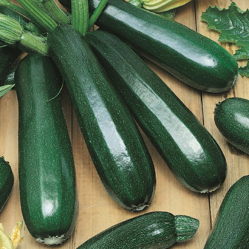 Black Beauty Zucchini Seeds (25) / Summer Squash / ORGANIC / FLORIDA GROWN