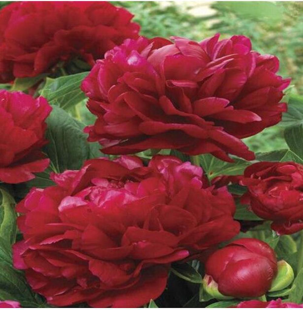 20 PEONIES FLOWER SEEDS rare exotic blossom bloom house plant garden germination