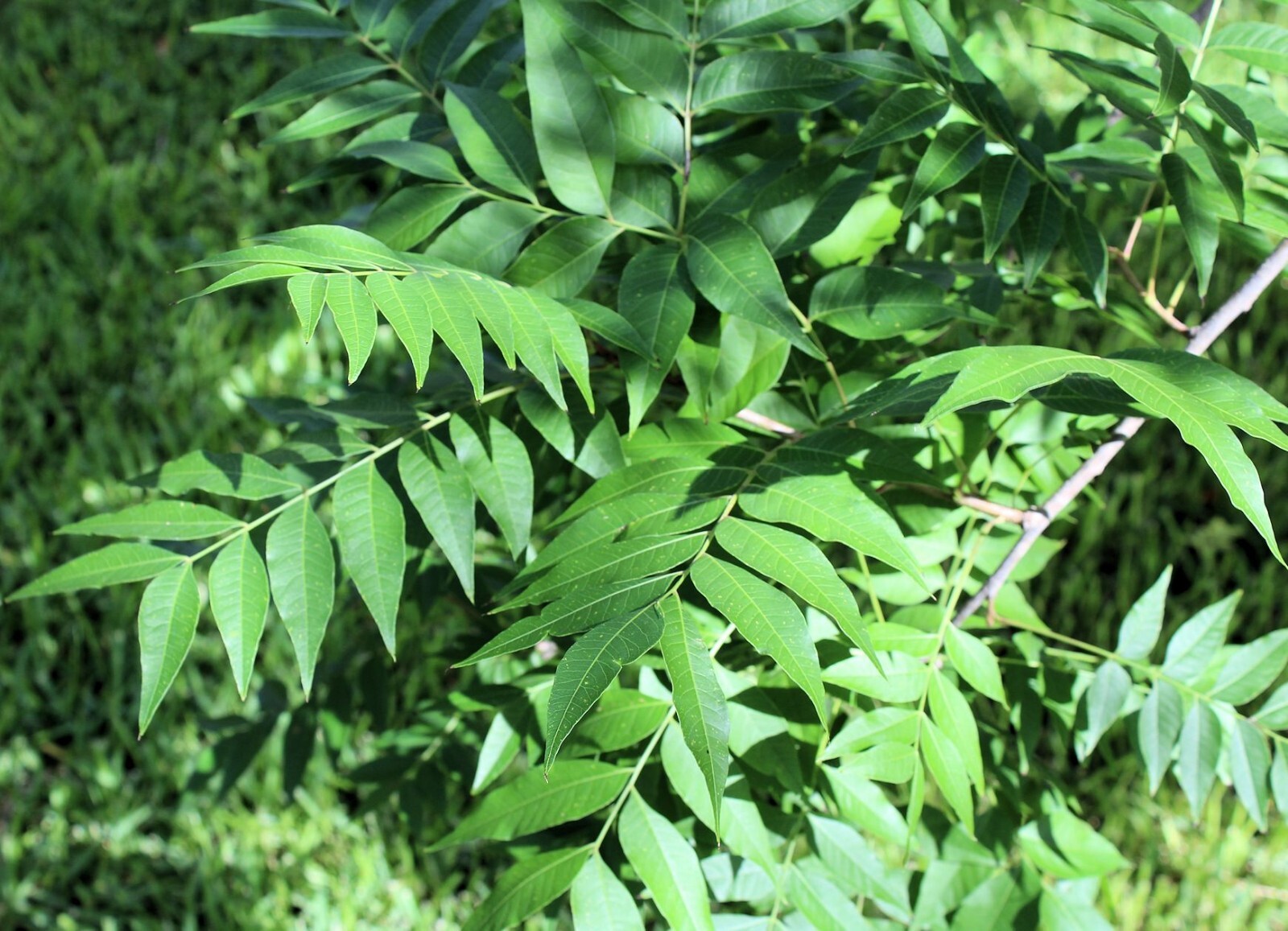 Ornamental Pistachio- 10 Seeds – good choice for lawn, shade or patio tree