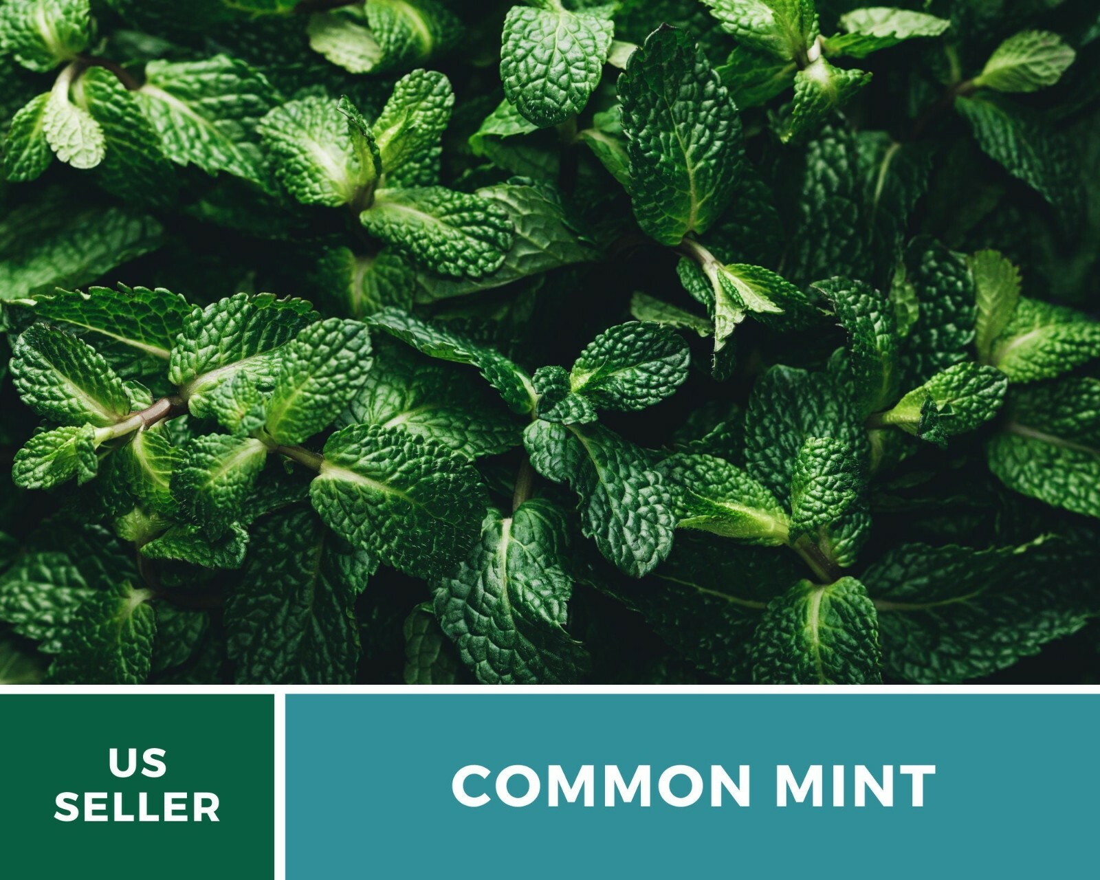 Mint, Common – Heirloom Seeds – Medicinal & Culinary Herb – GMO Free (Mentha spp
