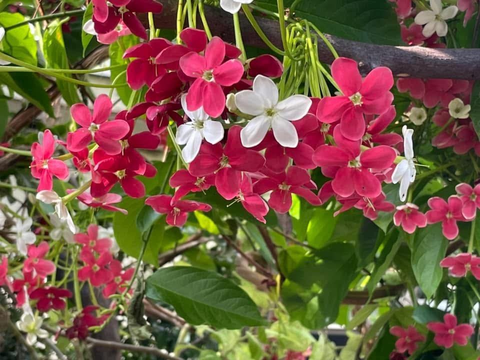 Combretum indicum Rangoon creeper Single flower live plant