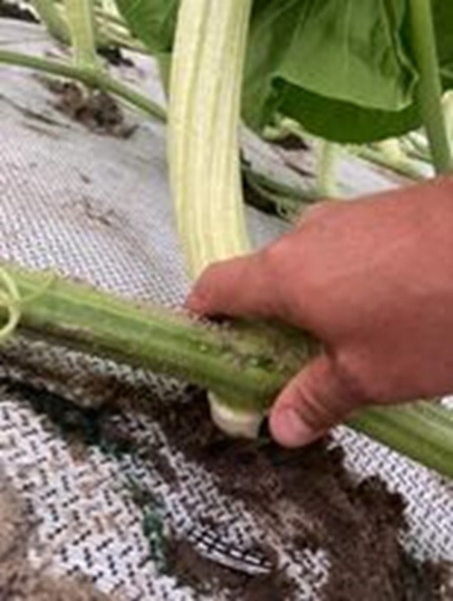 2184 Marintzer 2425 Daletas x 2168 Werner — 2 Seeds