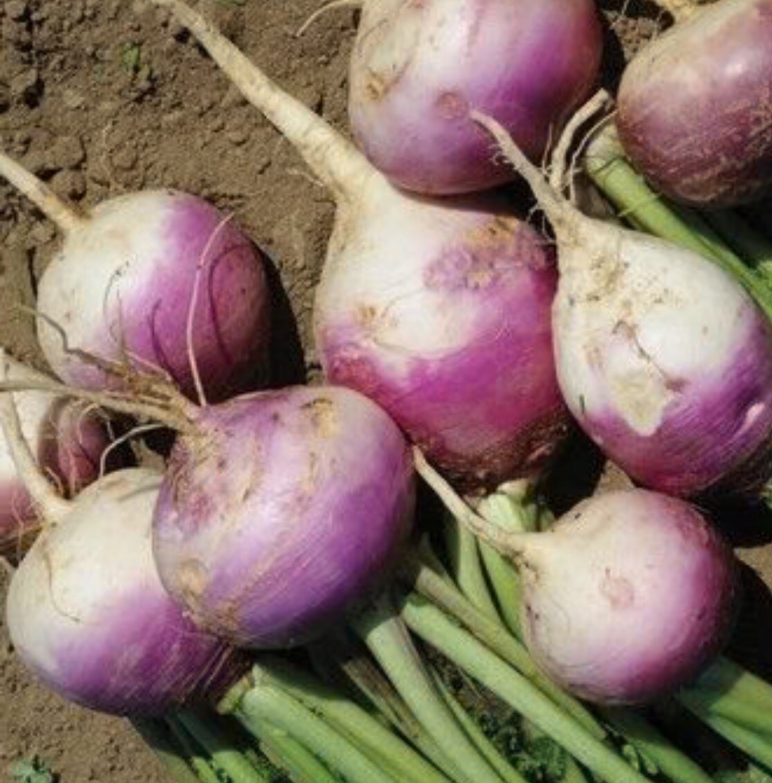 100 count Purple Top White Globe Turnip – NON-GMO