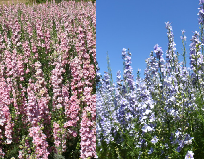 Rocket Larkspur Delphinium PASTEL MIX Blue Pink Pollinators Non-GMO 500 Seeds!