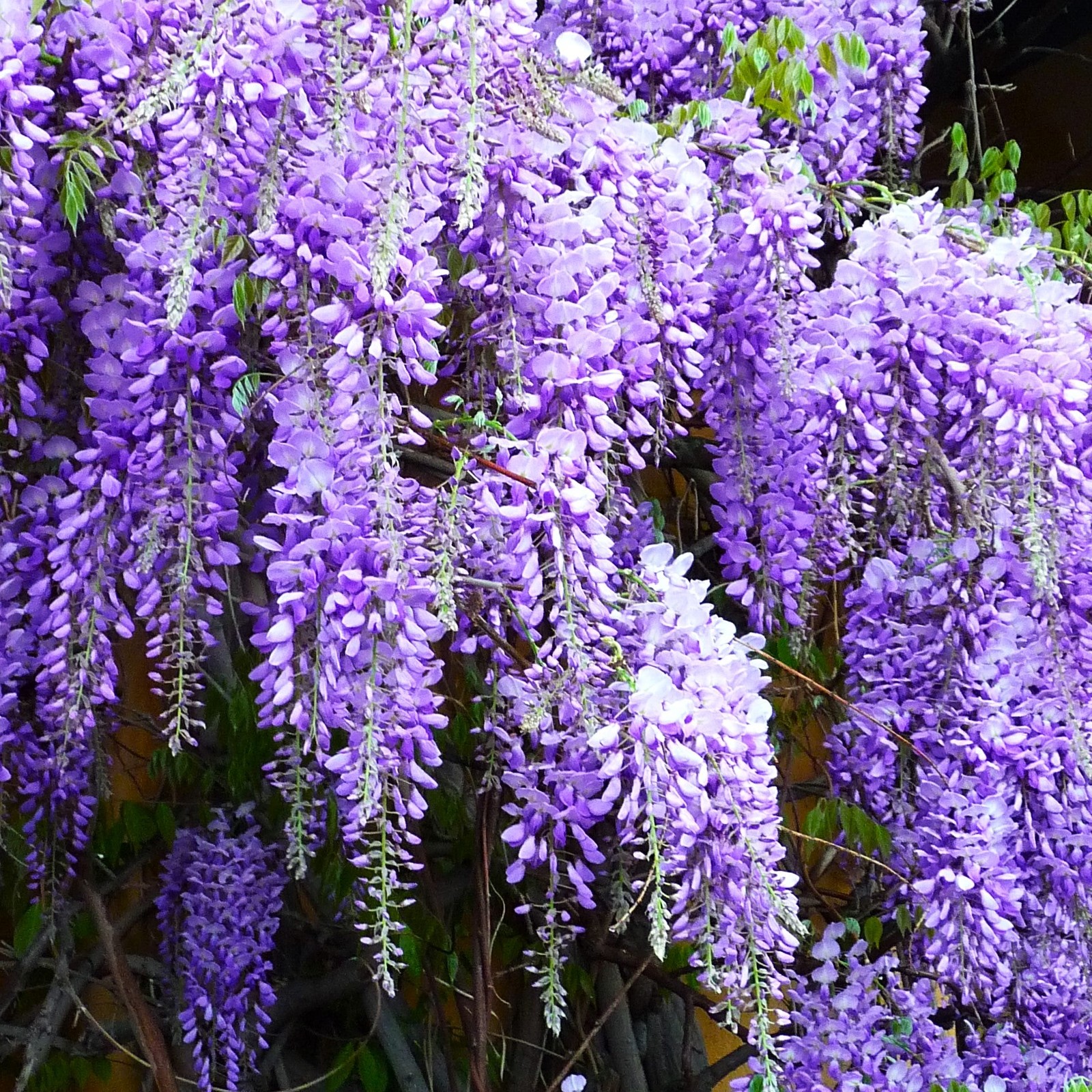 Blue Chinese Wisteria Seeds – For 2025 Planting Wisteria Sinensis Climber