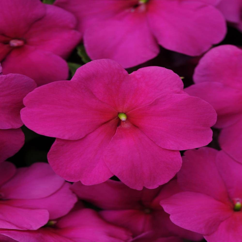 100 Seeds Impatiens Flower Seeds – Violet Impatiens