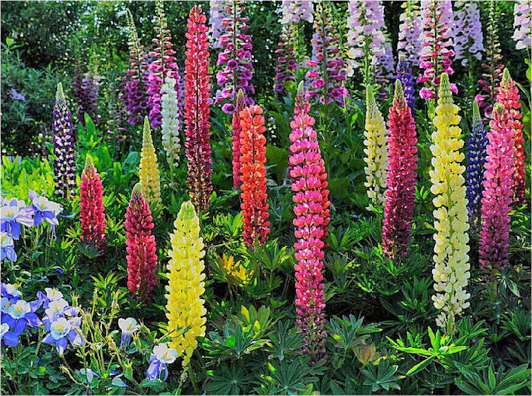 20 EXOTIC rare LUPINE SEEDS for garden flower beds plant bush USA SELLER USPS