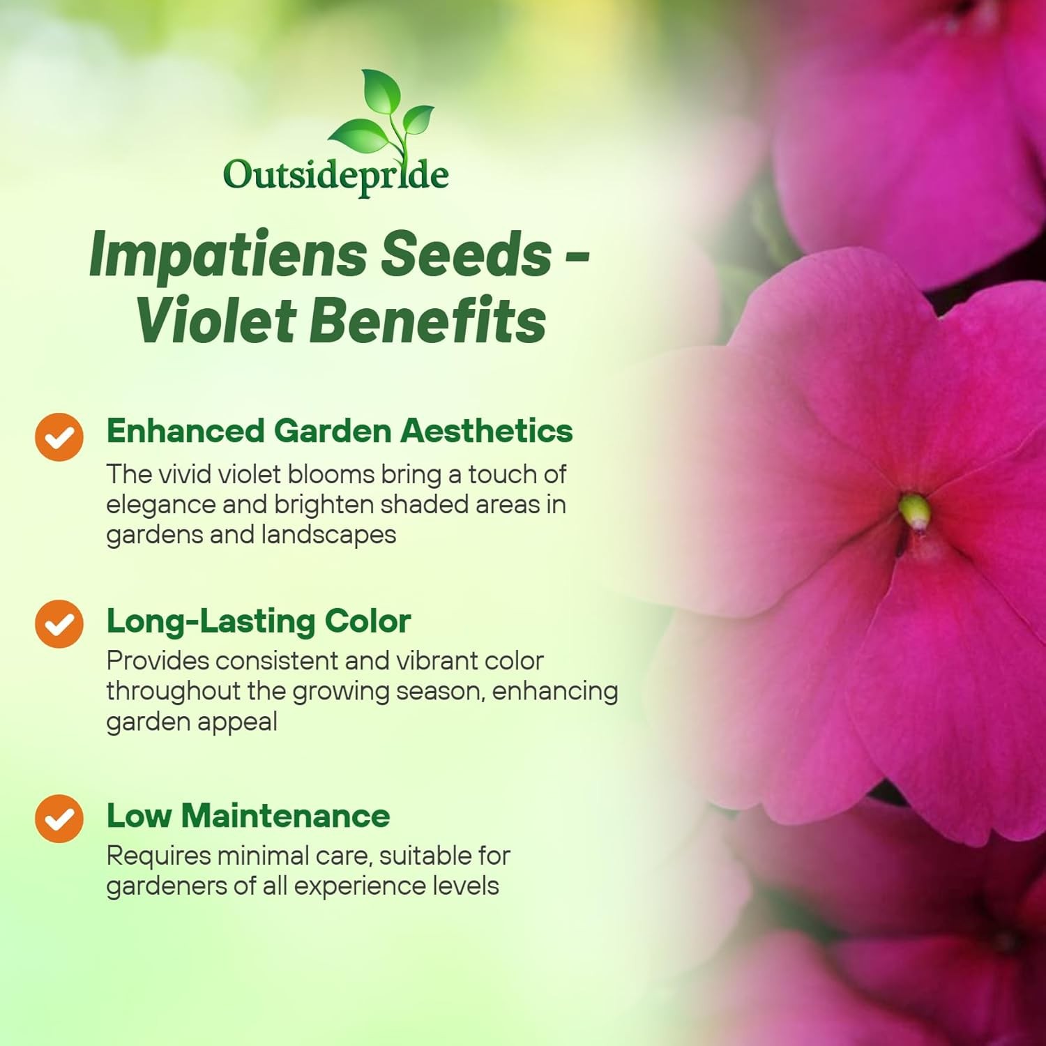 100 Seeds Impatiens Flower Seeds – Violet Impatiens