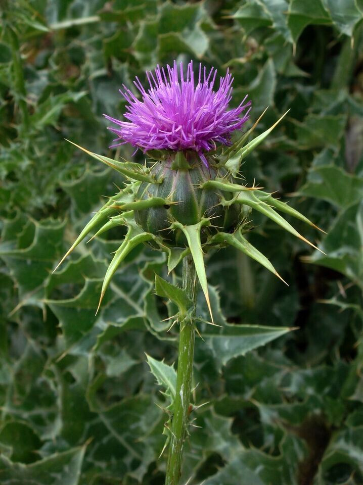 75+ Milk Thistle Seeds – Organic – Silybum marianum – Culinary and Medicinal