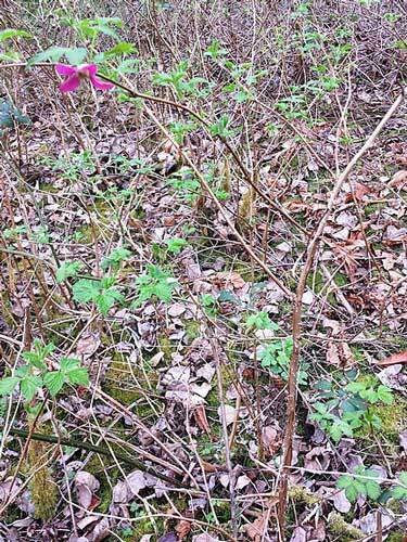Rubus spectabilis | Salmonberry | 10 Seeds