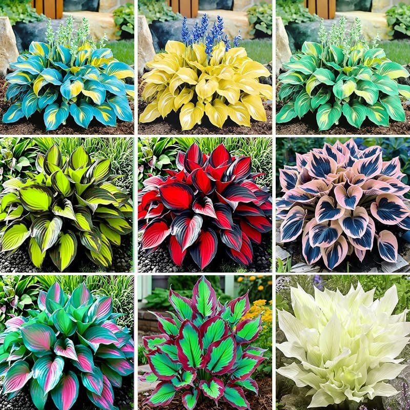 400Pcs Perennial Hosta Seed for Planting- Non-GMO Heirloom Plant Seeds Garden Ou