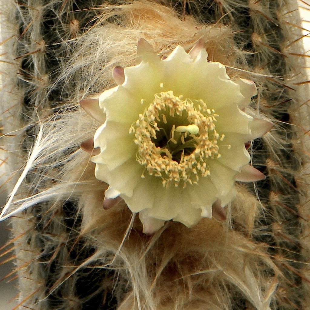 Espostoa Melanostele aka Old Lady/Old Man Cactus Seeds 5 Seeds Free Shipping!