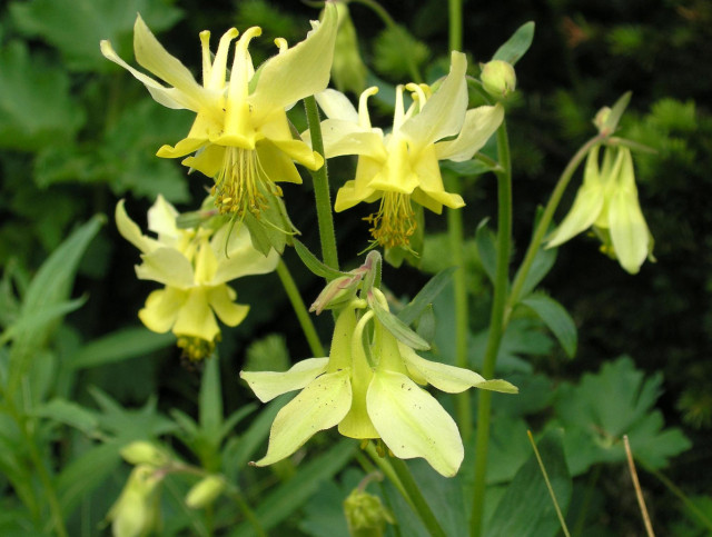 200 Sunshine Yellow Columbine Aquilegia Perennial Flower Seeds +gift