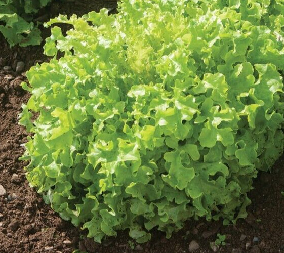 1 Gram Fresh | NON-GMO | Salad Bowl Leaf Premium Lettuce Seeds-B 44