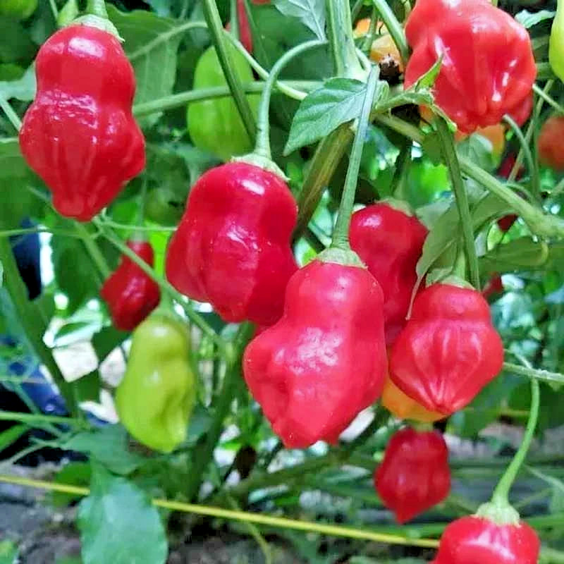 🌱NEW! Aji Rainforest Hot Chili Pepper 25+ Seeds