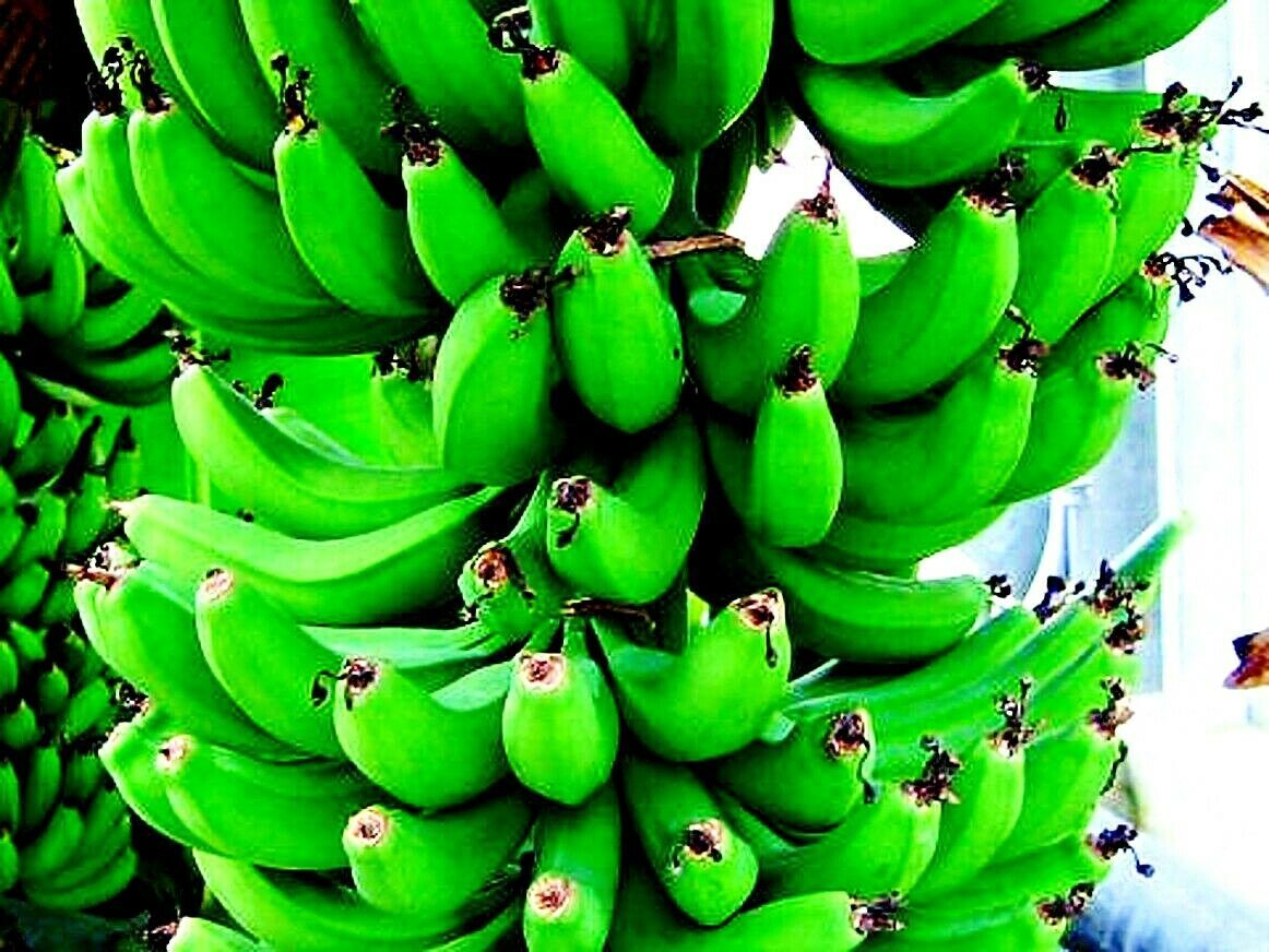 10 “DWARF” Cavendish BANANA Tree Seeds Musa acuminata Hardy Tropical Fruit Plant