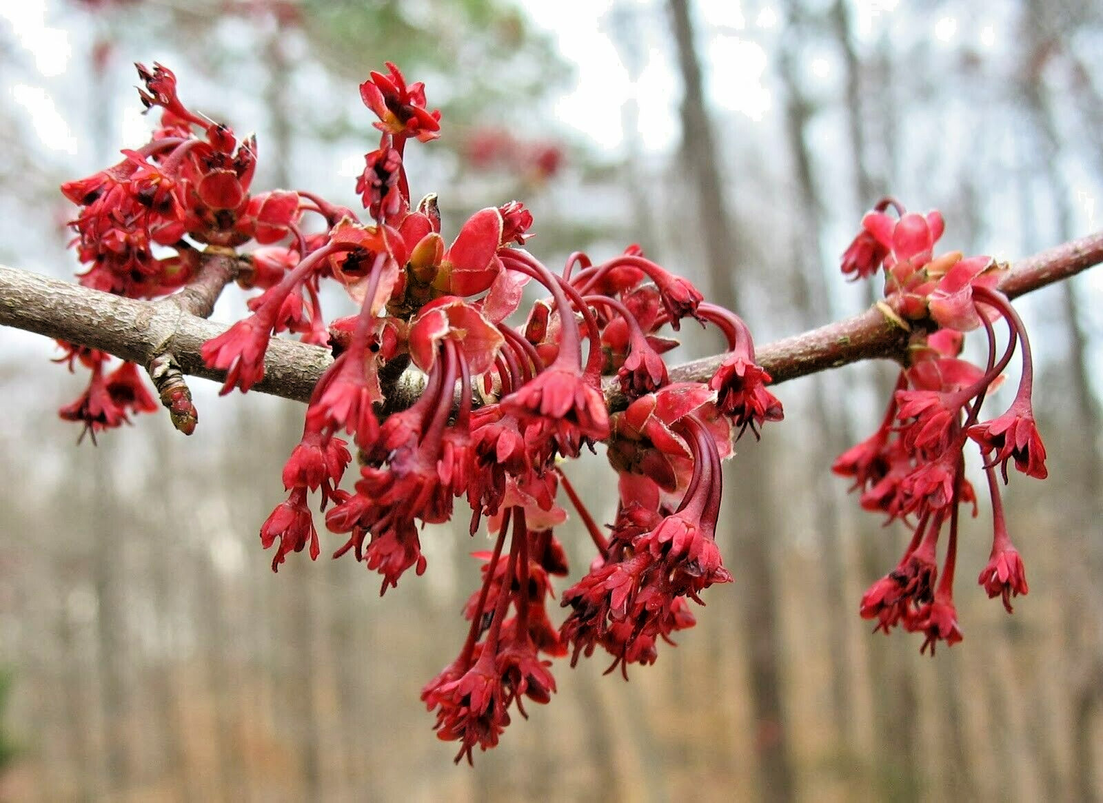 20 RED MAPLE SEEDS – Acer rubrum