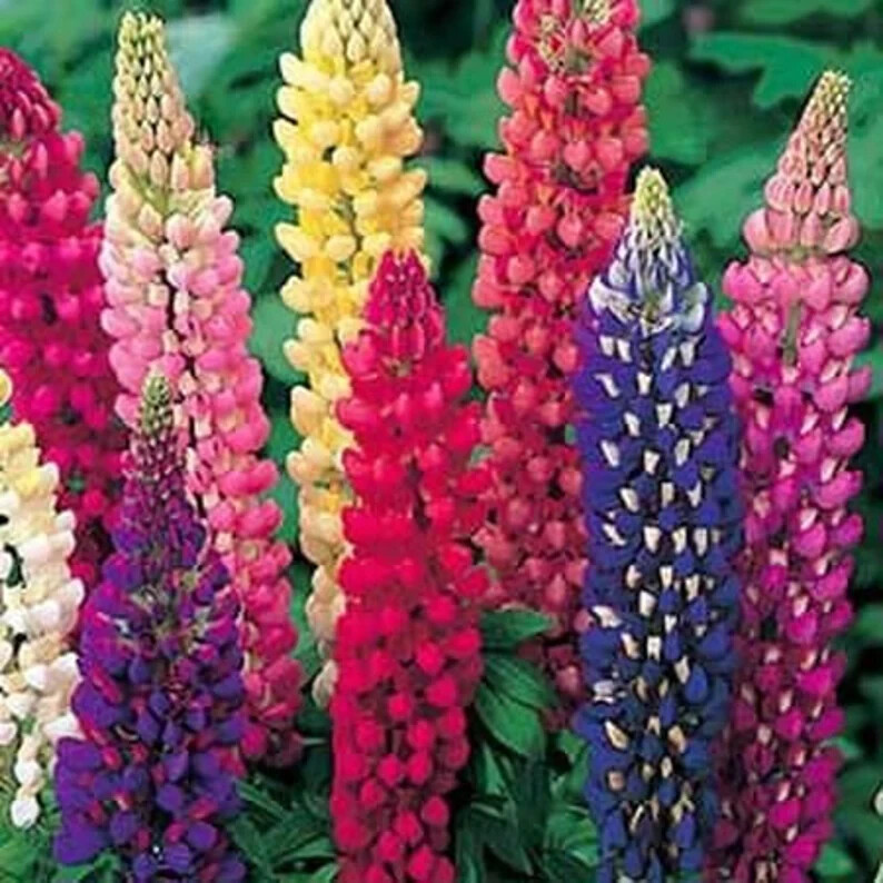 60 Russell Lupine Perennial Mix Seeds. USA Seeds. Organic. Ships free