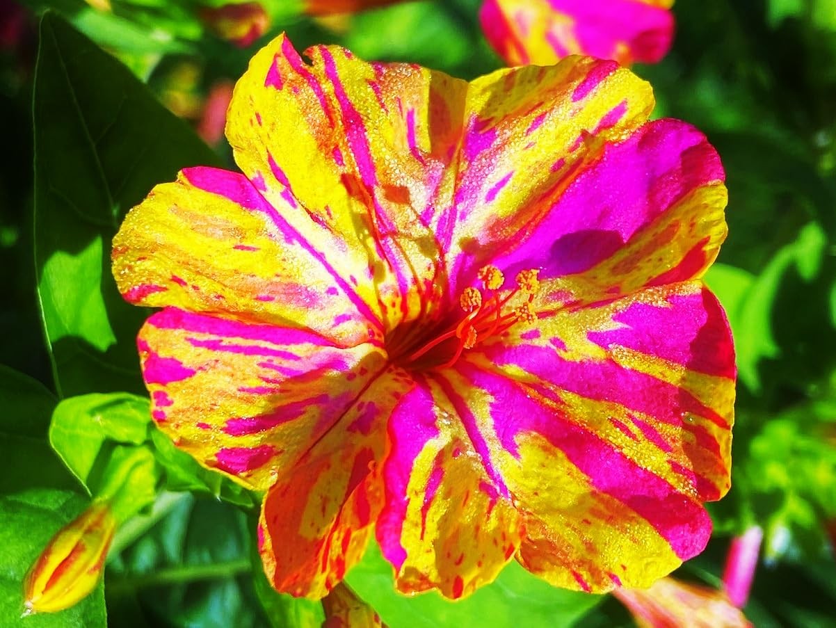 Mixed Four O Clock Seeds – Broken Colors 50 Pcs Mirabilis Jalapa
