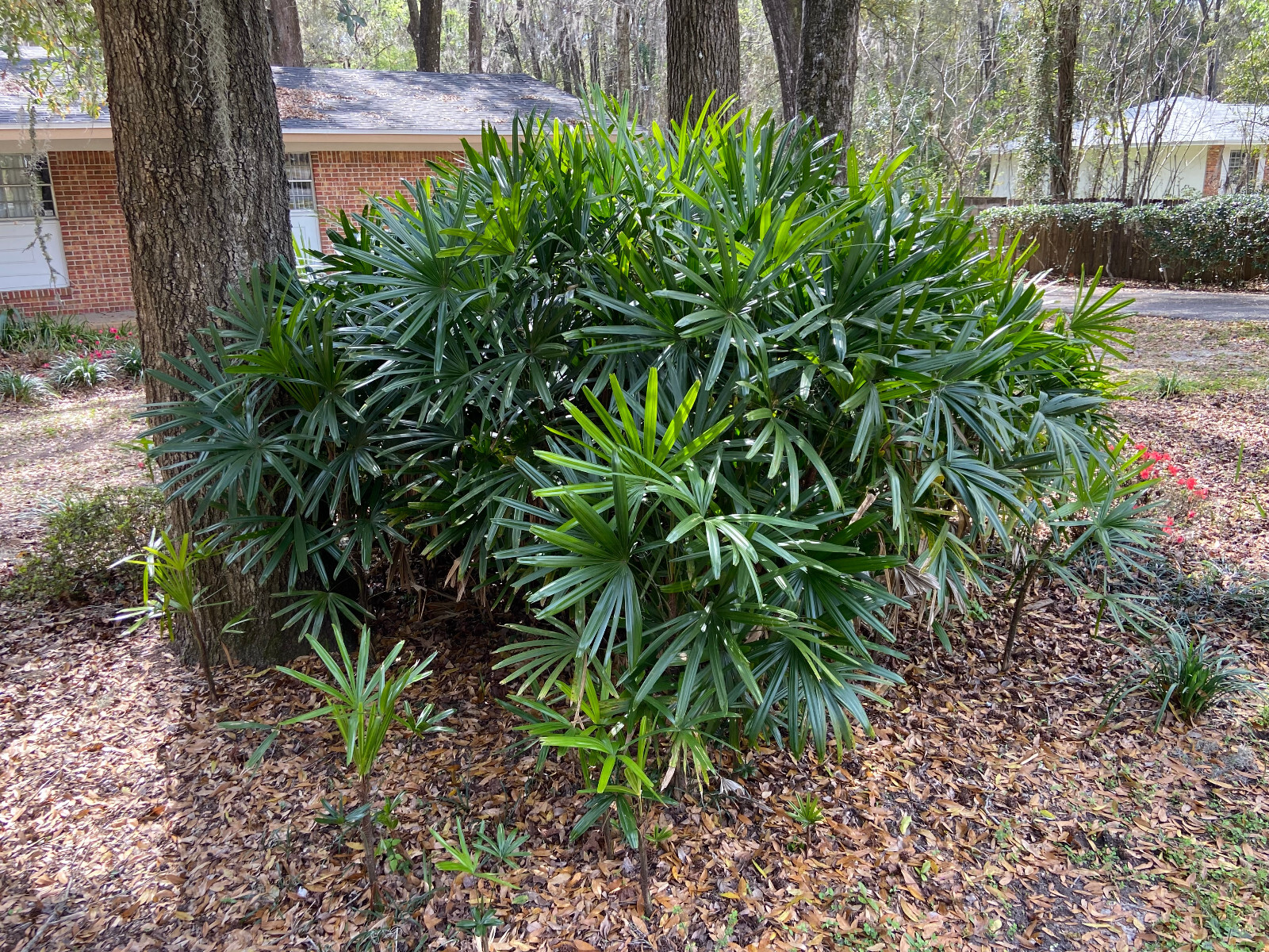Rhapis excelsa Seeds. Lady Palm. Cold-Hardy!