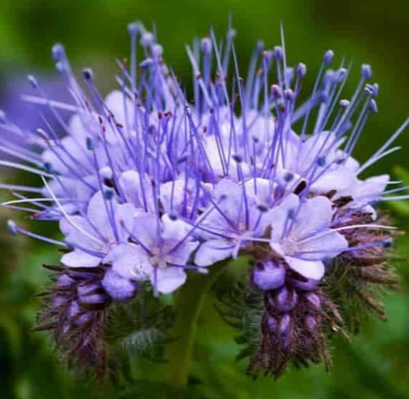 LACY PHACELIA FLOWER SEEDS 300+ PHACELIA tanacetifolia ANNUAL wildflower GARDEN