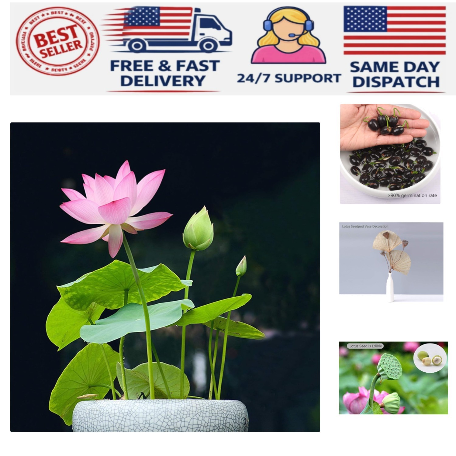 Mixed Lotus Flower Seeds – 12 Indoor/Outdoor Ornamental Plants, Gift-Ready Pack