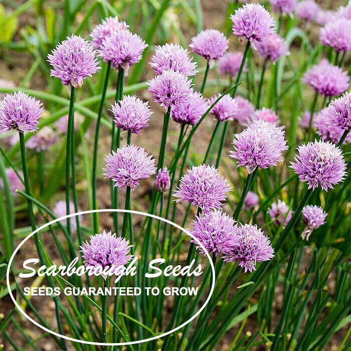 SCARBOROUGH SEEDS 500 SEEDS CHIVES GREEN ONION NON-GMO HEIRLOOM GARDEN SEEDS