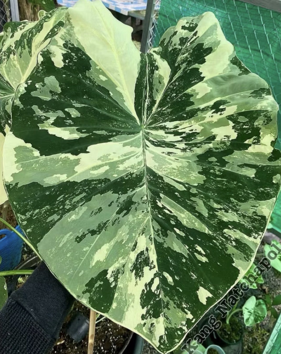 AUTHENTIC Colocasia White Tiger 1 bulb