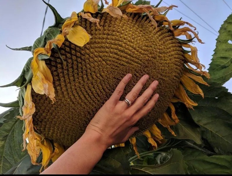 100 – 125 Mammoth Sunflower Seeds