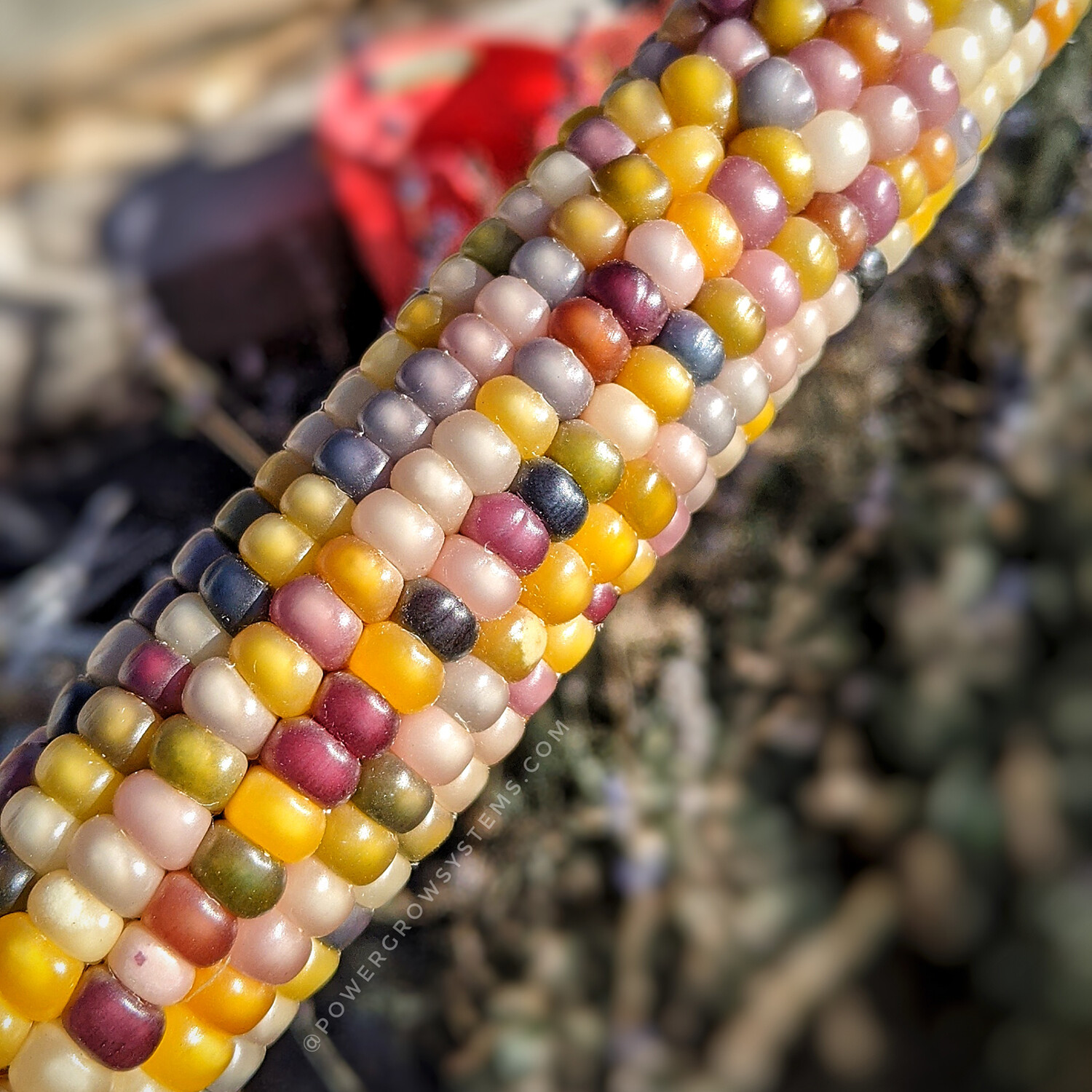 Glass Gem Corn Seeds (100+ seeds) Organic USA Grown