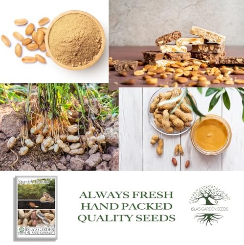 Spanish Peanut Seeds (Arachis hypogaea) – 20 Non-GMO Heirloom by Isla’s Garden