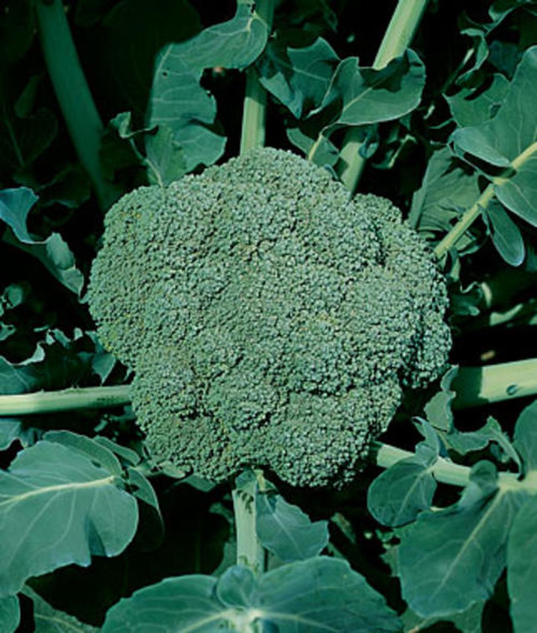 Waltham 29 Broccoli Seeds Non-GMO Heirloom FREE SHIPPING