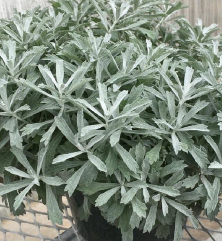 Ghostgarden Artemisia