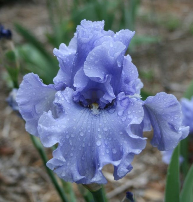 1 -MERCHANT MARINE Ruffled Blue GERMAN BEARDED IRIS Bulb Root Rhizome