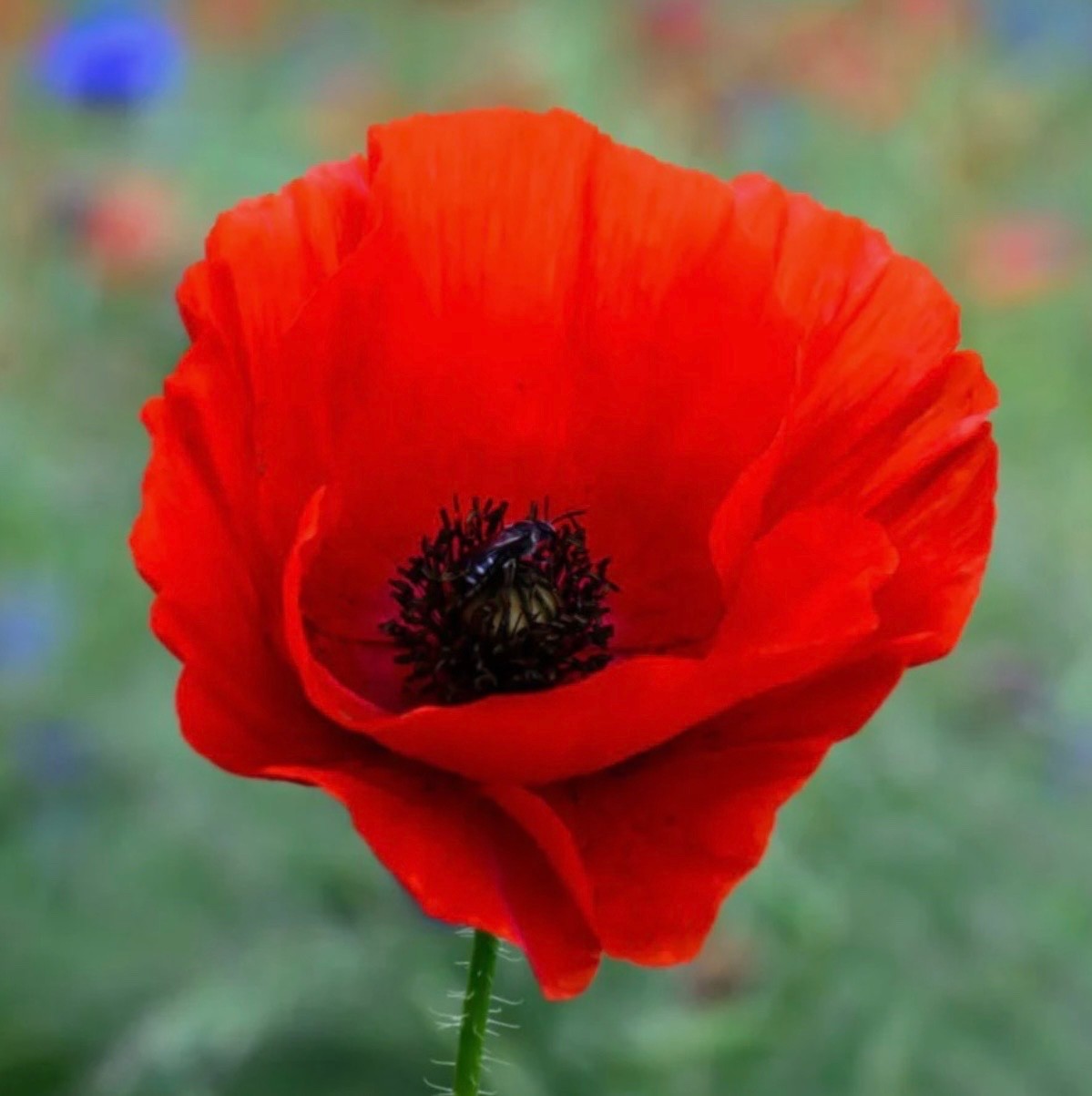 1000-3000 Red Corn (Flanders) Poppy Seeds, American Legion Flower, Fresh 2026