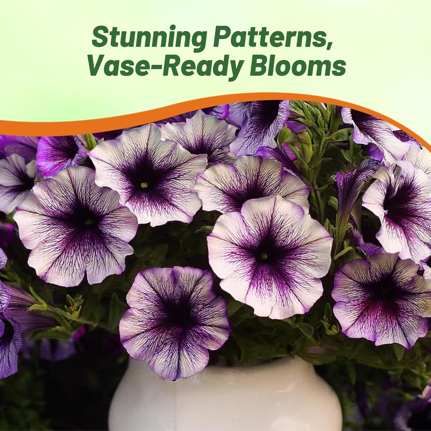 30 Seeds Spreading Petunia x Hybrida Purple Tie Dye Flower Seeds